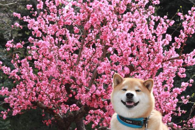 療癒感十足《柴犬賞櫻圖集》蠢萌柴與美麗的櫻花~ - 圖片11 療癒感十足《柴犬賞櫻圖集》蠢萌柴與美麗的櫻花~ - 圖片11