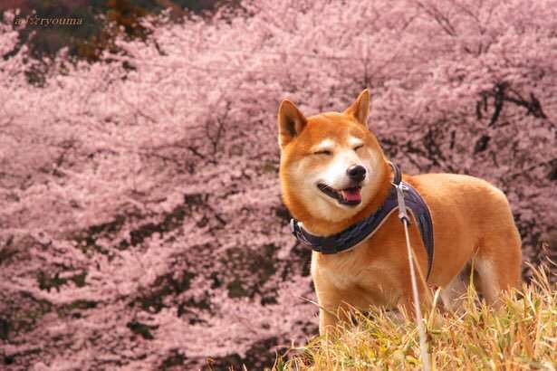 療癒感十足《柴犬賞櫻圖集》蠢萌柴與美麗的櫻花~ - 圖片5 療癒感十足《柴犬賞櫻圖集》蠢萌柴與美麗的櫻花~ - 圖片5