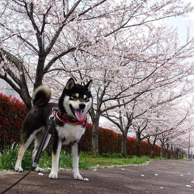 療癒感十足《柴犬賞櫻圖集》蠢萌柴與美麗的櫻花~ - 圖片8 療癒感十足《柴犬賞櫻圖集》蠢萌柴與美麗的櫻花~ - 圖片8