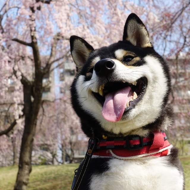 療癒感十足《柴犬賞櫻圖集》蠢萌柴與美麗的櫻花~ - 圖片9 療癒感十足《柴犬賞櫻圖集》蠢萌柴與美麗的櫻花~ - 圖片9