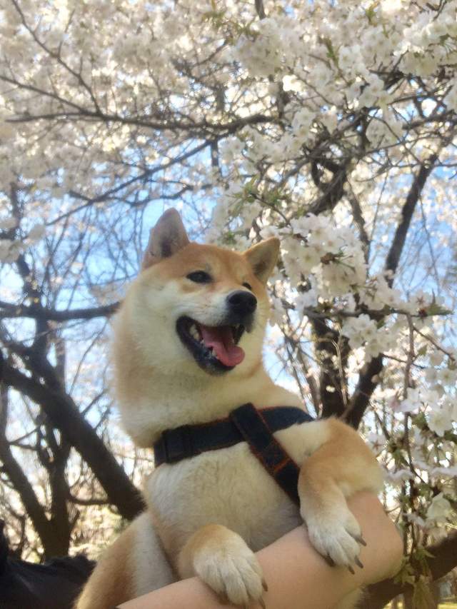 療癒感十足《柴犬賞櫻圖集》蠢萌柴與美麗的櫻花~ - 圖片3 療癒感十足《柴犬賞櫻圖集》蠢萌柴與美麗的櫻花~ - 圖片3