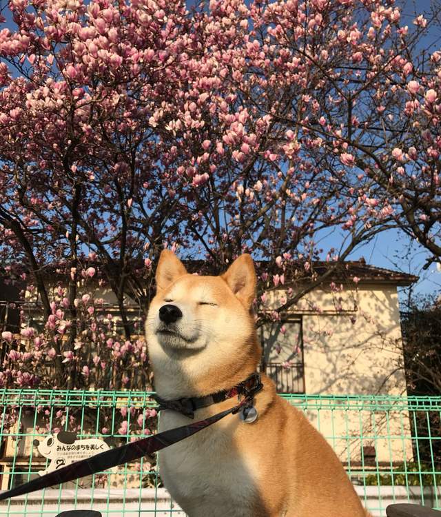療癒感十足《柴犬賞櫻圖集》蠢萌柴與美麗的櫻花~ - 圖片4 療癒感十足《柴犬賞櫻圖集》蠢萌柴與美麗的櫻花~ - 圖片4