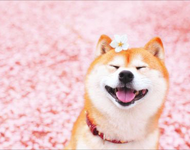 療癒感十足《柴犬賞櫻圖集》蠢萌柴與美麗的櫻花~