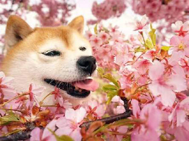 療癒感十足《柴犬賞櫻圖集》蠢萌柴與美麗的櫻花~ - 圖片6 療癒感十足《柴犬賞櫻圖集》蠢萌柴與美麗的櫻花~ - 圖片6