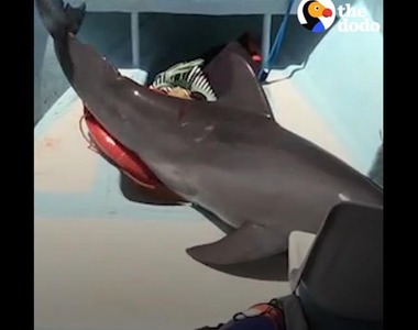 《海豚跳上船》搬不動的情況下首先應該怎麼辦？