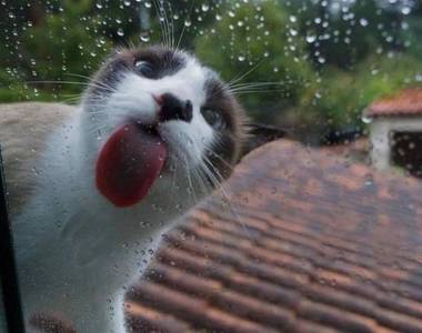 《寵物與玻璃窗》想盡辦法驗證眼前這片透明物體的存在(狂舔)