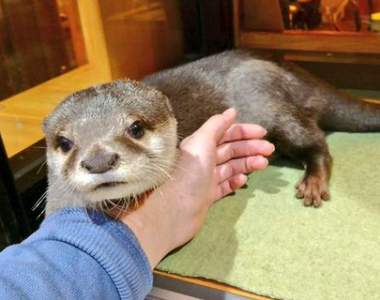 日本《水獺咖啡廳》可愛到讓你想走也無法離開的撒嬌攻勢(抱)