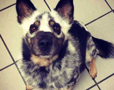 《白斑症動物》像是身上被撒了弄不掉的麵粉(́◕ܫ◕`)