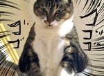 貓也懂藝術《貓奴家沙發經過5年的下場》能忍這麼久也算是不簡單…… 貓也懂藝術《貓奴家沙發經過5年的下場》能忍這麼久也算是不簡單……