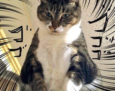 貓也懂藝術《貓奴家沙發經過5年的下場》能忍這麼久也算是不簡單……