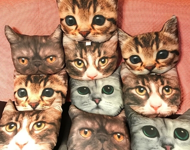 《日本大創貓頭抱枕》不會逼真到嚇壞家裡貓咪嗎?www