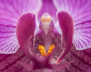 奇妙大自然《飛鳥蝴蝶蘭》簡直就像是浴火重生的姿態