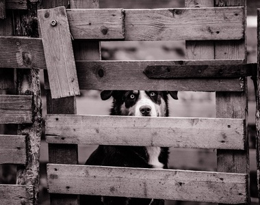 《在寵物身上發生的毛毛事件》往什麼都沒有的地方一直看就很毛阿......