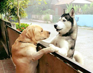 《被主人冷落的小哈》孤單寂寞求抱抱QQ