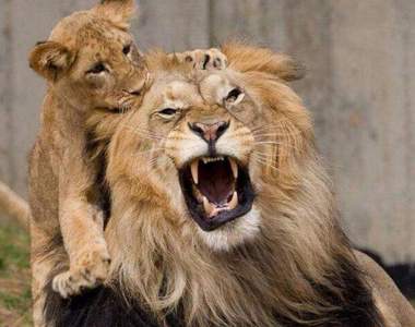 爸爸不好當《萬獸之王帶小孩》就連獅子帶小孩也是被孩子玩啊~