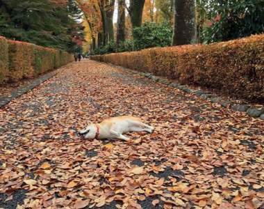 蛋黃哥4ni？《到處都在睡的柴犬YU》一臉睡不醒實在太療癒啦～