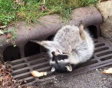 胖子心好累《浣熊肥肚卡水溝》崩潰了：救命啊～吃肥肥的錯了嗎？