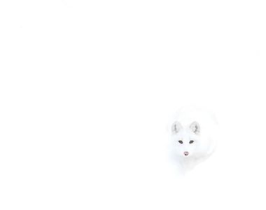 《自然界偽裝高手》令人難以置信的生物擬態技術