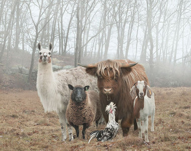 這些《超偶像風的動物們》什麼時候會出專輯啊XD