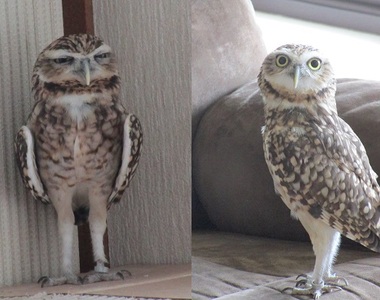 《貓頭鷹冷氣off＆on的表情反差》天氣熱真的很不爽咩-_-