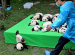 《動物們的各種失敗一瞬間》連失敗的模樣都萌死人 《動物們的各種失敗一瞬間》連失敗的模樣都萌死人