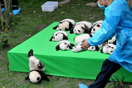 《動物們的各種失敗一瞬間》連失敗的模樣都萌死人 《動物們的各種失敗一瞬間》連失敗的模樣都萌死人