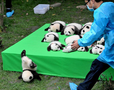 《動物們的各種失敗一瞬間》連失敗的模樣都萌死人