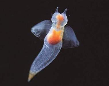 日本超市販賣《海天使刺身》超可愛的流冰精靈真的可以吃嗎...