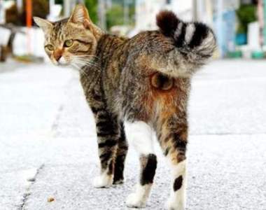 《貓的OO展》集結貓奴最愛的各種貓咪萌點部位攝影展♥