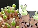 超可愛多肉植物《碧光環》盆栽裡的翠綠小兔兔❤太療癒引推特瘋傳 超可愛多肉植物《碧光環》盆栽裡的翠綠小兔兔❤太療癒引推特瘋傳