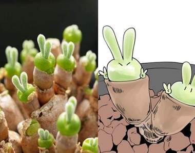 超可愛多肉植物《碧光環》盆栽裡的翠綠小兔兔❤太療癒引推特瘋傳