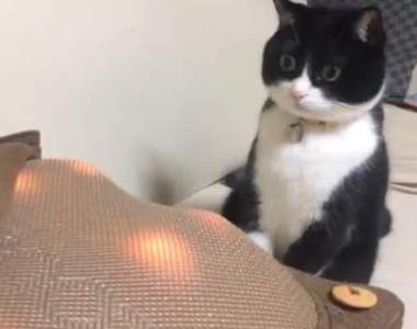 《第一次看到按摩器的貓咪表情》(⊙＿⊙)有變成素材被惡用的預感ww