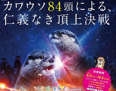 《水獺總選舉》集結全日本36間設施共84隻水獺的可愛票選激戰