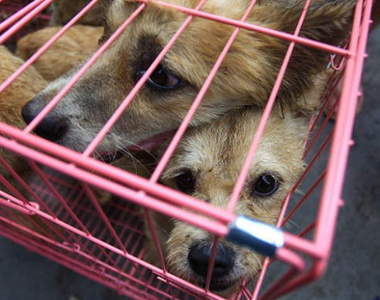 韓國議員將推行《禁吃狗肉法》人類最忠心的....食物？