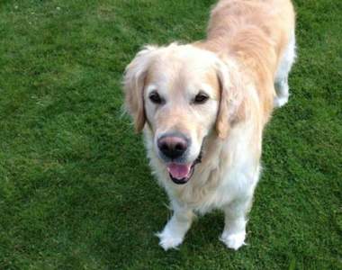 飼主暖心寫下《癌症狗的精彩人生》每一點都是止不住的淚水......