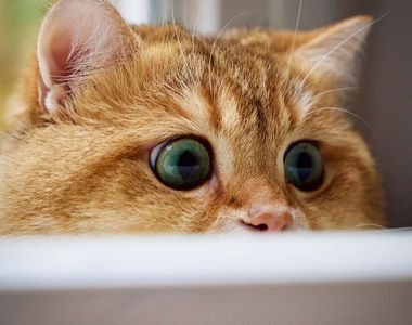 可愛滿溢《真貓版鞋貓劍客Hosico》渾身上下只有一個〝圓〞字可以形容♥