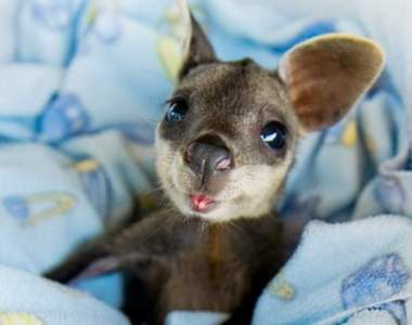 融化你心的《動物寶寶照》看到直接抱緊處理就對了♥