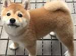 推特瘋傳《你知道柴犬有多可愛嗎?》感受讓全世界都融化的萌力 推特瘋傳《你知道柴犬有多可愛嗎?》感受讓全世界都融化的萌力