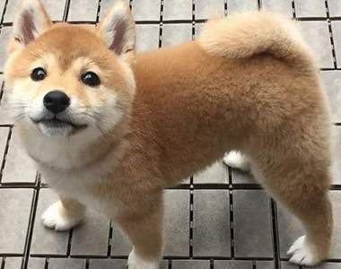 推特瘋傳《你知道柴犬有多可愛嗎?》感受讓全世界都融化的萌力