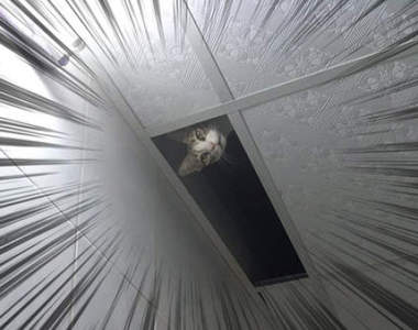 《從天而降忍者貓》躲在天花板上偷看主人的可愛模樣引發瘋傳