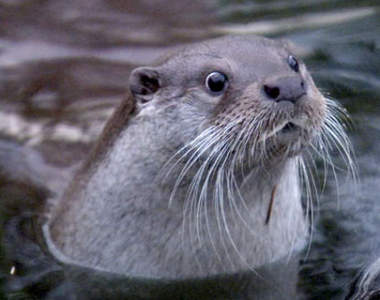 韓國最近發生《有水獺誤闖便利商店事件》 網友問只是想買條魚不行嗎