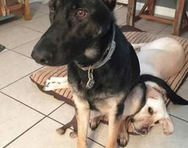 哥就是跩《喜歡睡在別人身上的寵物》那個、你睡到我的臉了（眼神死）