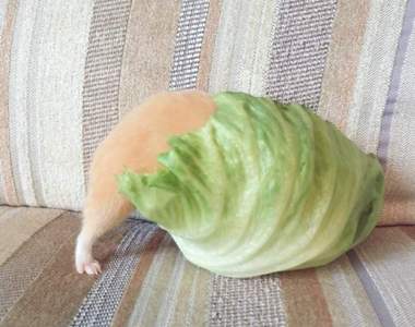 《與生菜奮鬥的黃金鼠》吃飯的樣子也太努力了吧(笑)