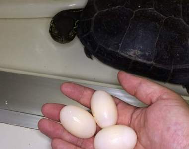 每年慣例《初音烏龜2017年下蛋記》想吃烏龜蛋請自行索取……