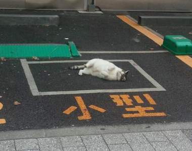直接投降《佔據停車場的喵星人》請問...可以把車位讓給我嗎(*´∀`)~♥