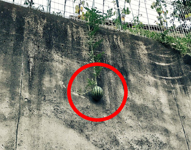 《長歪的西瓜》吊在那邊就像心懸在那邊啊啊~好想救這些西瓜喔