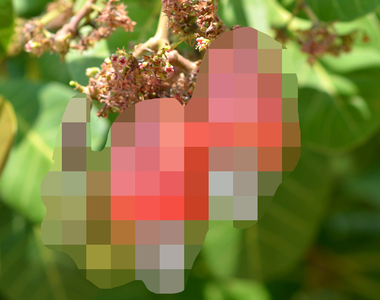 《腰果的真面目》原來樹上的腰果長這樣...!?