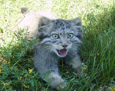 農夫以為自己撿了小貓回家　才發現不是一般的貓咪...？