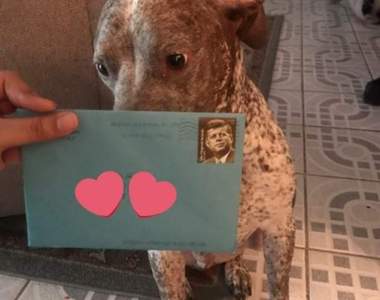 有洋蔥《情侶分手後依舊寄生日卡片給狗狗》就算我不在你身邊也一樣愛你唷