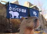 一泡湯就入定《水豚長時間泡澡對決》圖片影片傻傻分不清 一泡湯就入定《水豚長時間泡澡對決》圖片影片傻傻分不清